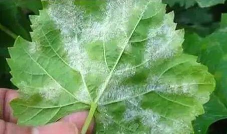 Facility Grape Powdery Mildew Facility Grape Powdery Mildew