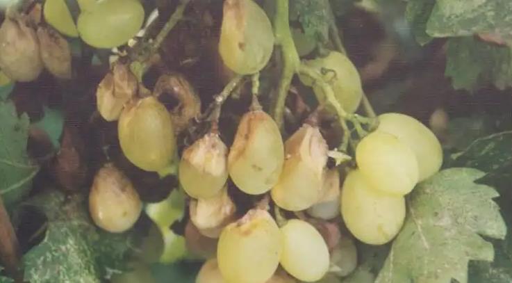 Facility grape white rot Facility grape white rot