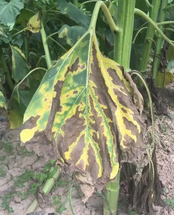 sunflower verticillium wilt sunflower verticillium wilt