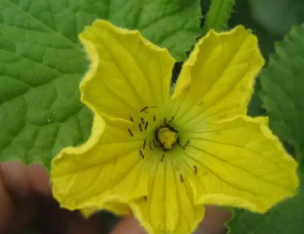 Flower thrips Flower thrips