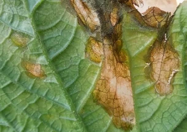 Bacterial blight of cucumber Bacterial blight of cucumber