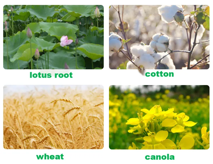 Pests and Diseases Controlled by Carbendazim-1 Pests and Diseases Controlled by Carbendazim-1