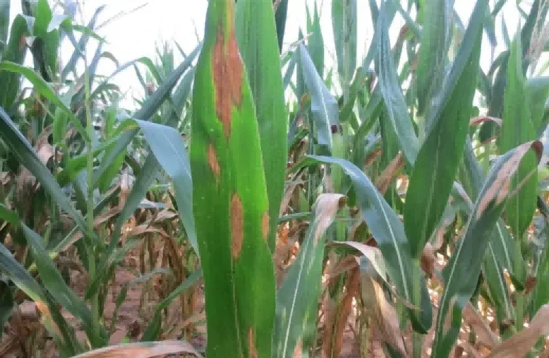 Great spot disease of corn2 Great spot disease of corn2