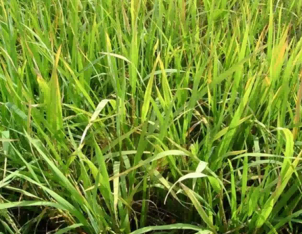 the symptoms of glyphosate poisoning3