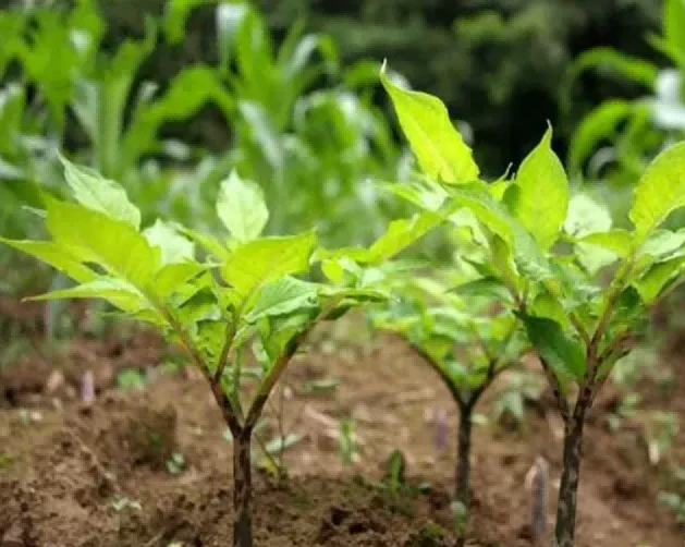 Konjac seedlings Konjac seedlings