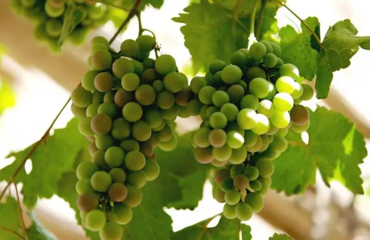 Grape - promotes bulking