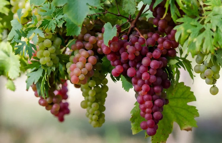 Grape - promotes redness