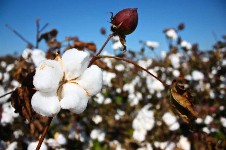 cotton cotton