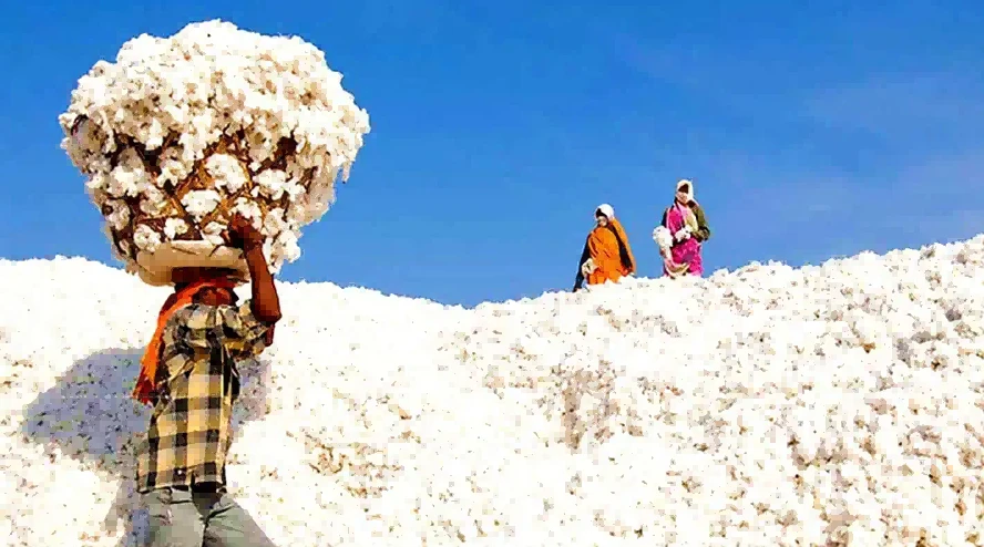 Indian cotton Indian cotton