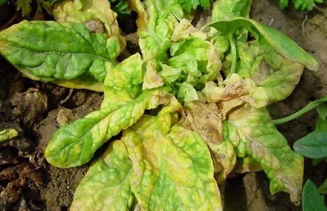 Spinach fusariu Spinach fusariu