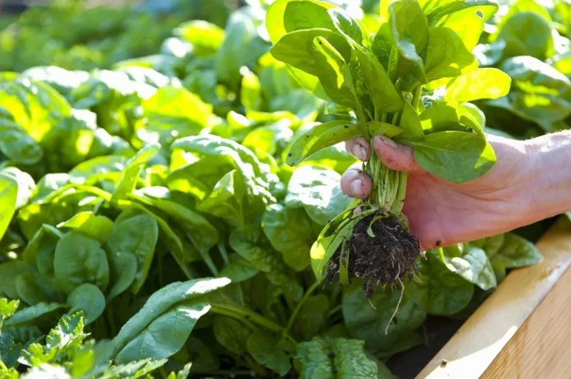 spinach1 spinach1