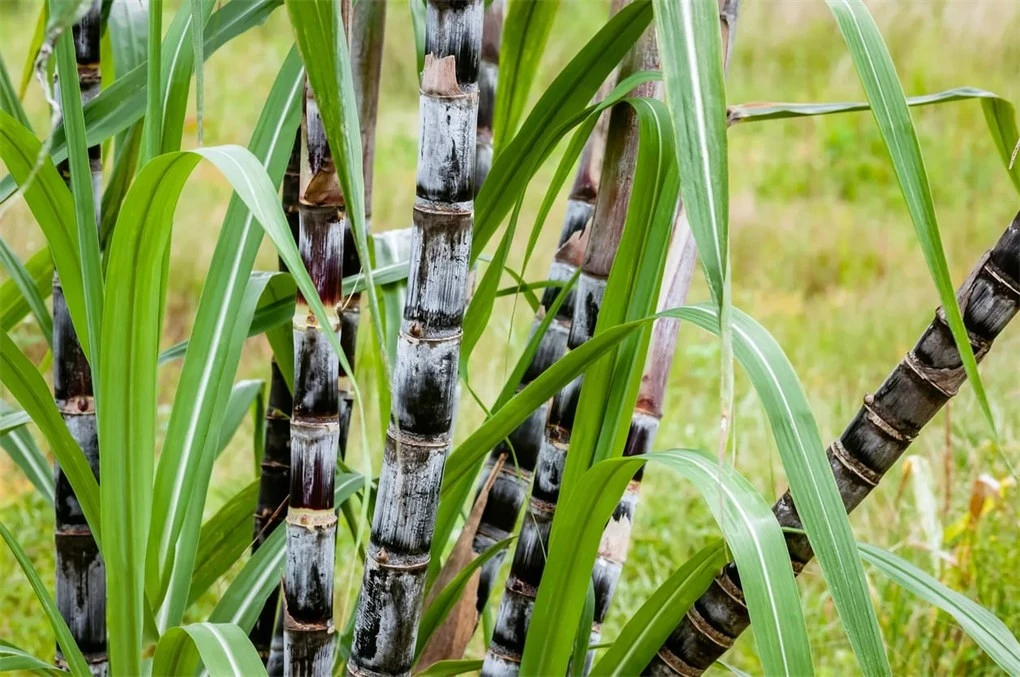 sugarcane sugarcane