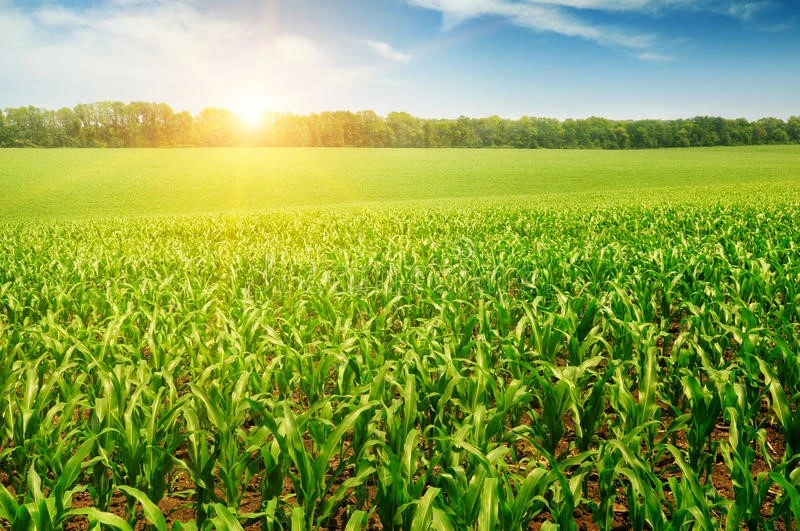 corn-field-sunrise-over-35316447 corn-field-sunrise-over-35316447