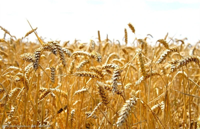 sowing wheat sowing wheat