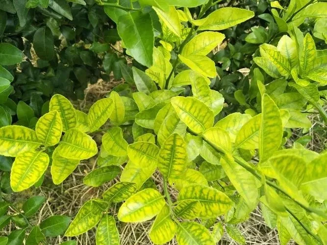citrus greening citrus greening