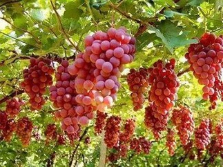 Grapes Grapes