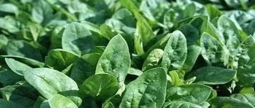 prohexadione calcium application prohexadione calcium application