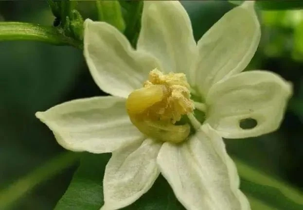 Chlorfenapyr·Indoxacarb applications Chlorfenapyr·Indoxacarb applications