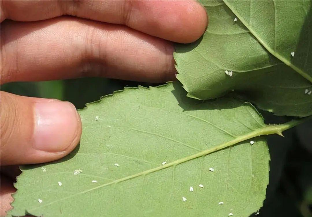 Whitefly Whitefly