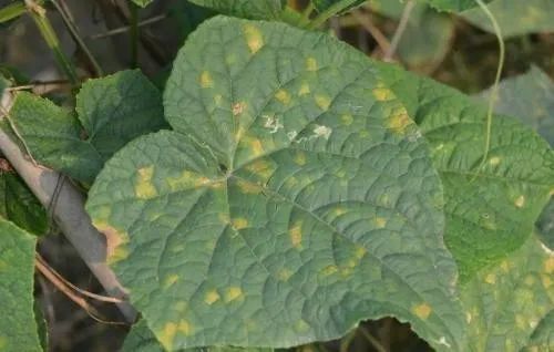 Downy mildew Downy mildew
