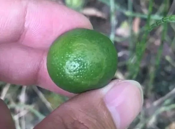 Citrus ring spot Citrus ring spot